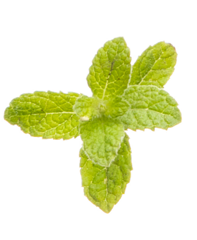 Peppermint 15mL